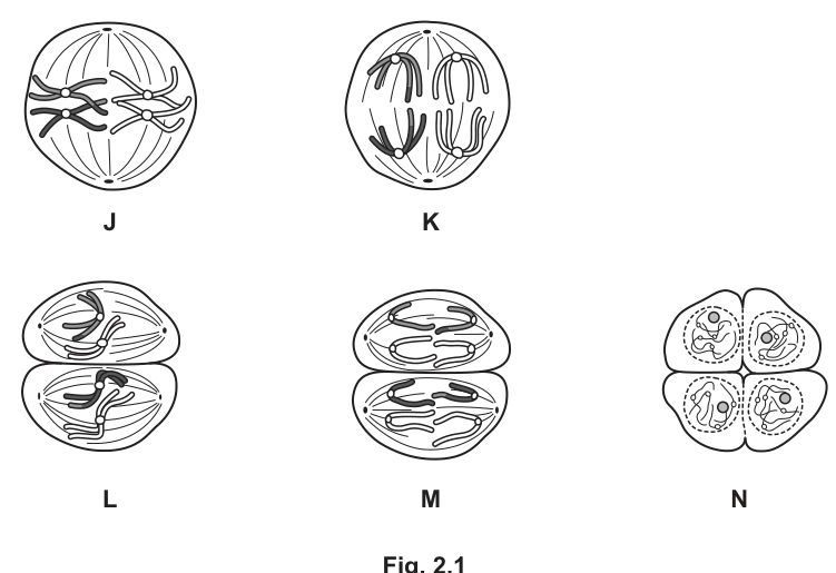 Fig. 2.1