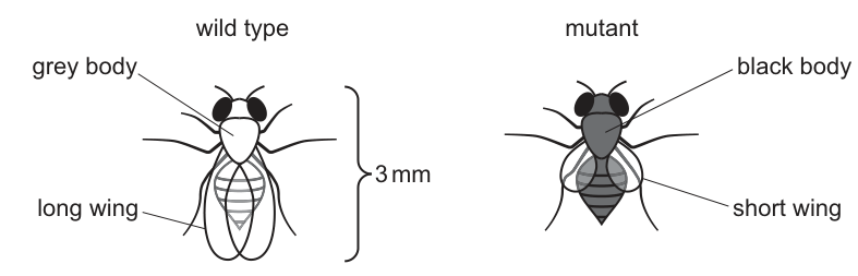Fig. 5.1