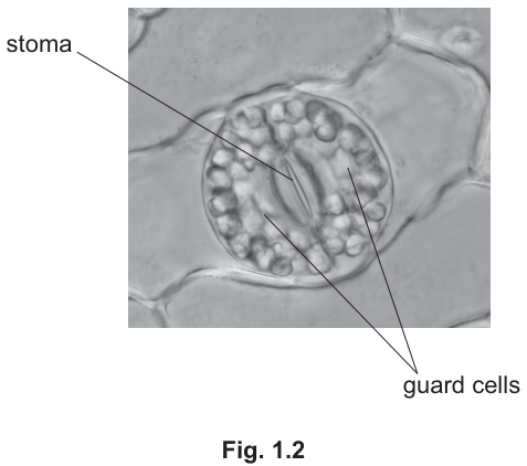 Fig. 1.2