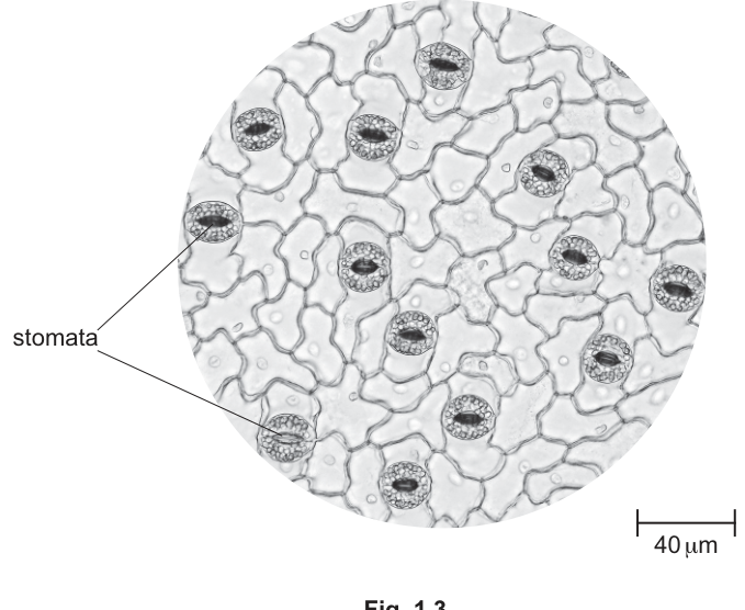Fig. 1.3