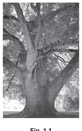 Fig. 1.1