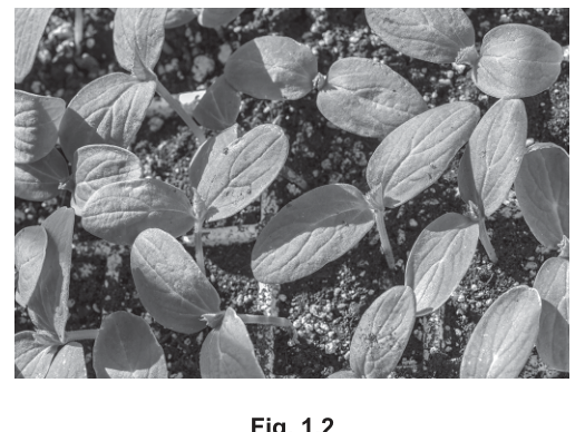Fig. 1.2