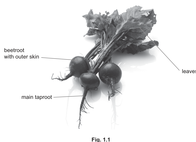 Fig. 1.1