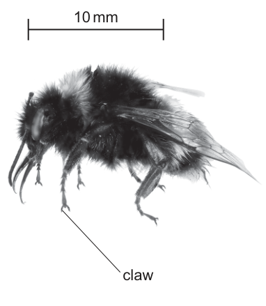 Fig. 2.1