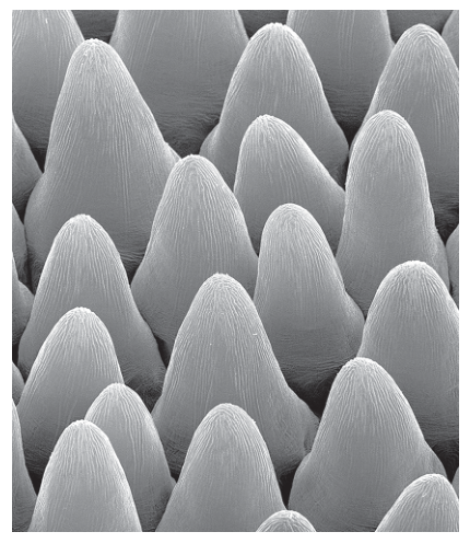 Fig. 2.4