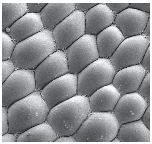 Fig. 2.5